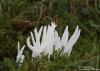 kyjanka křehká (Houby), Clavaria fragilis (Fungi)